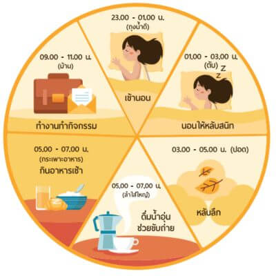 นาฬิกาชีวิต Circadian Rhythm หรือ Biological Clock 3 นาฬิกาชีวิต 1