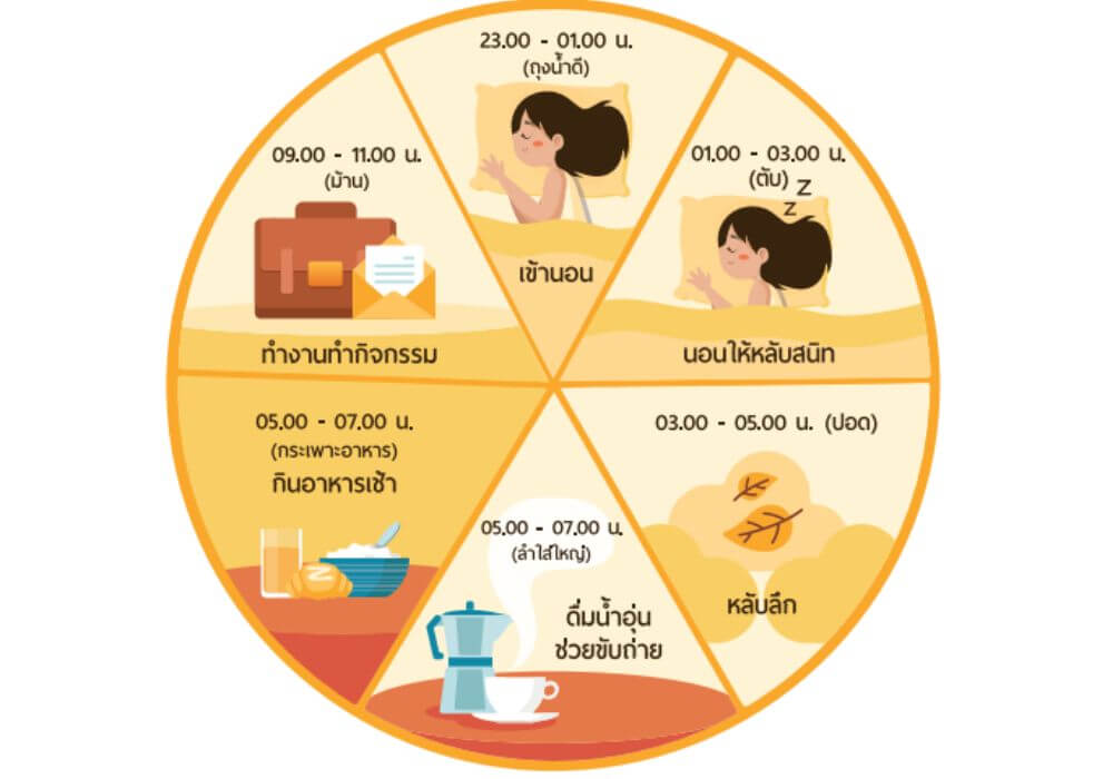 นาฬิกาชีวิต Circadian Rhythm หรือ Biological Clock 2 นาฬิกาชีวิต